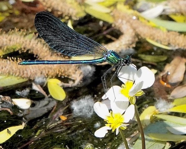 beautiful demoiselle